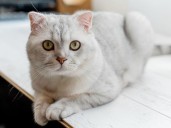 Kerala HC orders SBI to return loan defaulter's pet cat:Bank seized house for non-payment of loan; owner alleges cat remained trapped inside the house
