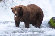 Alaska brown bear Chunk wins Fat Bear Week contest