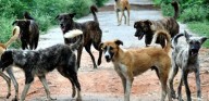 Bhubaneswar counts over 47,000 stray dogs in first
