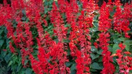 Primavera sin complicaciones: las plantas que florecen solas