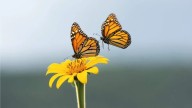¡Llegan las mariposas monarca a Tamaulipas! Inicia su mágico recorrido por la biosfera El Cielo
