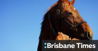 Race-by-race preview and tips for Sunday’s meeting at Cootamundra