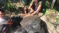 Cow rescued alive after six days in abandoned septic tank at Teliamura