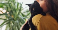Cat owners urged to take action as potentially deadly virus looms