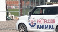 Hermosillo: Rescate de 25 animales tras denuncia de maltrato