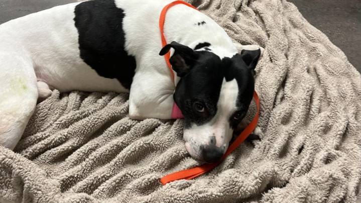 Pit bull thrown from balcony while trying to protect teen, deputies say