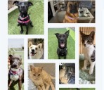 Empty the Shelters national adoption event