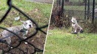 Abandoned dog found tied to fence in New Haven