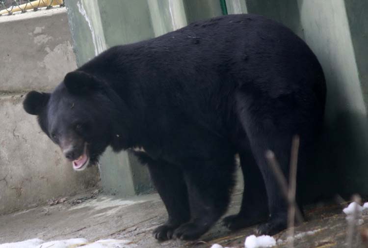 South Kashmir: Three Critically Injured in Bear Attack