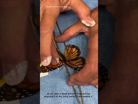 Injured butterfly receives wing transplant