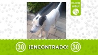 ¿Se le perdió el cachorrito? Perrito deambula por Niquía y podría ser el suyo