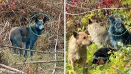 Avistan perros azules en las ruinas de Chernóbil, ¿por qué son de este color?