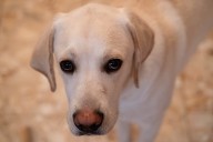 Woman Films Boyfriend’s Dog—What She Does the Whole Time Stuns Her