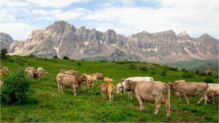 La DGA descarta la presencia de dermatosis nodular contagiosa en una granja de Huesca