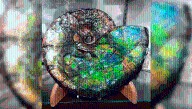 Ammolite Gemstone: New Study Pinpoints What Makes These Rare Fossilized Ammonites So Vibrant