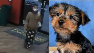 Police search for woman accused of stealing $4K Yorkie puppy from pet store