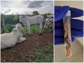 Gusano barrenador en Yucatán supera los 700 casos, varias especies de animales