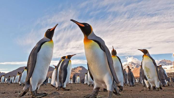 Pingüinos de la Antártida: estas son las especies que debes conocer