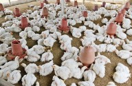 Jammu Kashmir Government Not Shifting Poultry Farms From Srinagar’s Kathidarwaza 