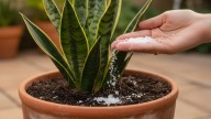Qué significa y para qué sirve espolvorear una pizca de sal en la maceta de la sansevieria o lengua de suegra