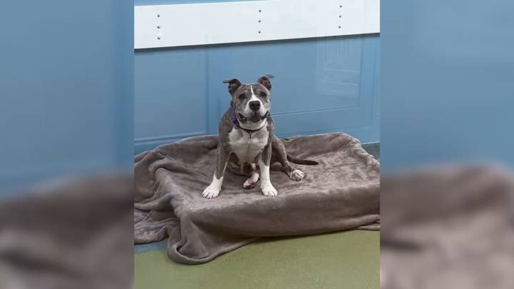 Florida Shelter Dog Showers Every Single Visitor With Smile, But Her Spirit Goes Unnoticed