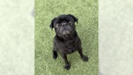 Pug Rootbeer is looking for a family to love