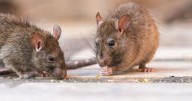 Hantavirus en Salta: ya hay cuatro casos confirmados y una víctima fatal
