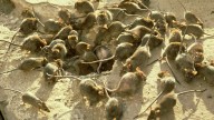“Mi esposa vive más en el hospital que en casa”: familias en París denuncian plagas de ratas, mosquitos, humedad y condiciones inhumanas