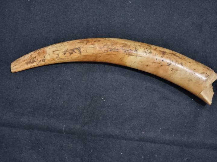 Odisha: STF arrests two wildlife traffickers, seizes elephant tusks
