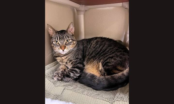 Pet of the Week: Majestic Zeus the Brown Tabby