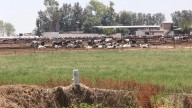 Crisis en Granjas Fátima: familias y productores de leche sufren por falta de información y malos manejos