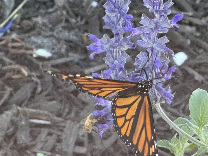 National home builder Taylor Morrison adds gardens to its communities to help monarch butterflies