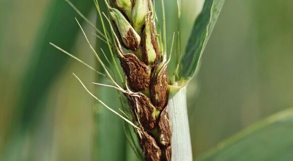 Shira urges Scientific Study to tackle crop diseases
