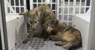 Three 'wolves' found roaming the streets of UK town
