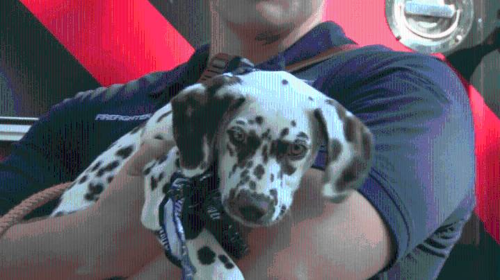 Harding University, Searcy Fire Department celebrate National Fire Pup Day with Ember the Fire Pup