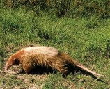Reportaron el primer registro de oso melero con “albinismo” de Argentina