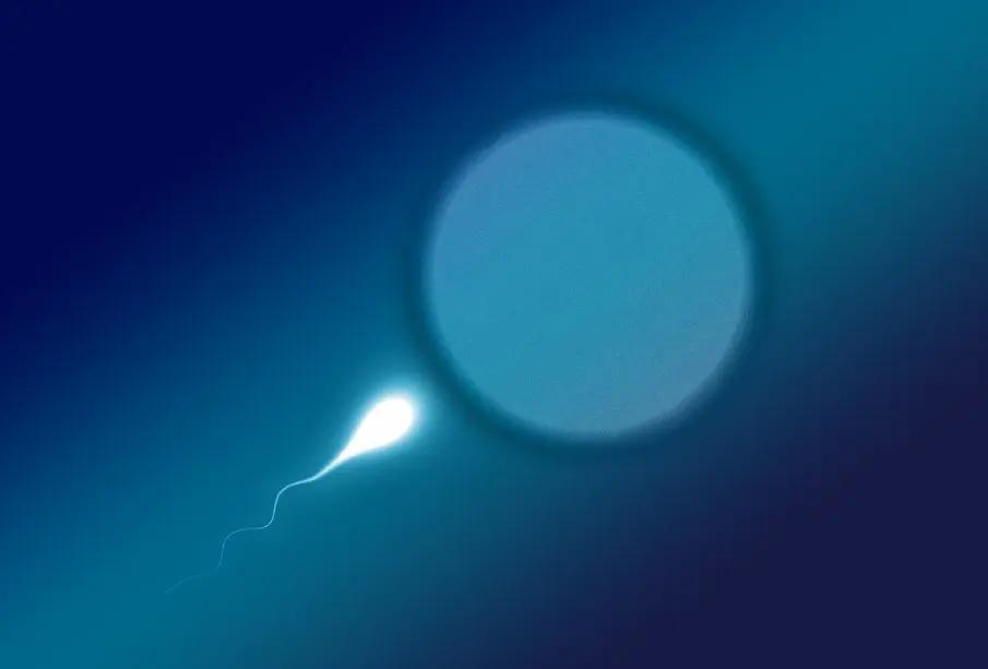 Piel que da vida: logran crear óvulos funcionales desde células cutáneas humanas