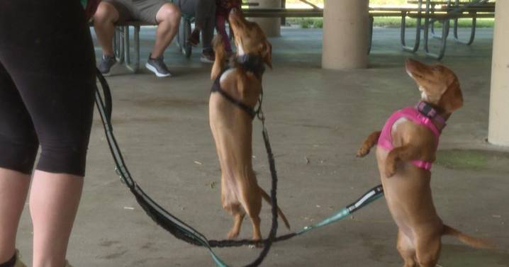 Columbia 'Hounds for Huntington's' event raises money for disease