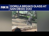 Gorilla breaks glass at San Diego Zoo