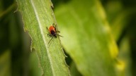 Qué plantas hay que tener para estar libre de pulgas y garrapatas