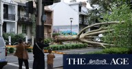 Wild winds hit Sydney felling trees across the city, after burst of early summer weather