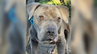 California Shelter Dog Dismissed As “Damaged” Finds Hope Through One Woman’s Compassion