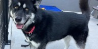 Pet of the Week: Meet Shadow!