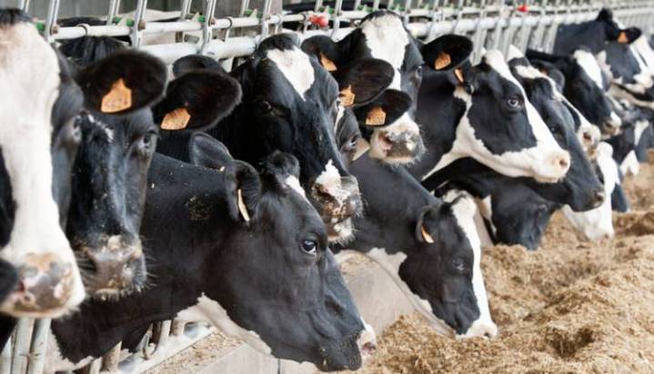 Dairy Sector Gets Big Push As Projects Worth Rs 947 Crore Kick Off