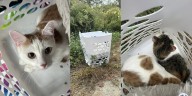 2 cats abandoned in laundry basked in Ledyard