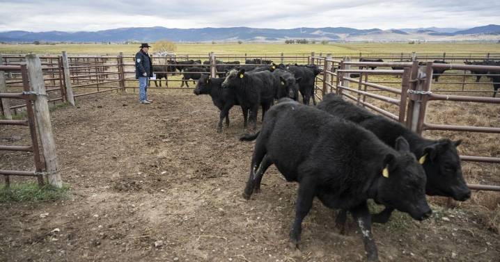 Trump's plan to increase foreign beef imports upsets Montana cattle ranchers