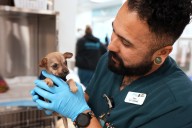 California addresses veterinarian shortage, expands scope of veterinary staff 