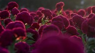 Flor de Día de Muertos morada: este es su verdadero nombre, origen y los estados donde se produce