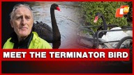 Black Swan ‘Mr Terminator’ Evicted After Terrorising Stratford
