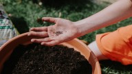 The Vibrant Flower You Should Start From Seed In October For Spring Blooms
